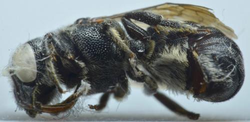 Réf. 244 839 : Heriades crenulata